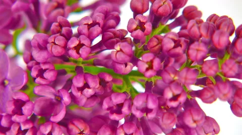 Close-up lilac flowers 4k Stock Footage 52636217