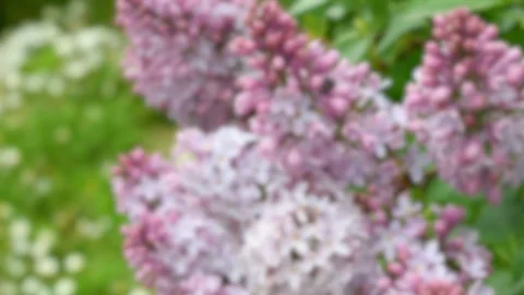 Close-up of lilac flowers during the spring season. Video stock 127584170