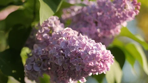 Close-up of lilac flowers. Video stock 90355037