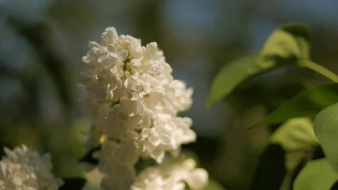 Close-up of lilac flowers. Stock Footage 90355605