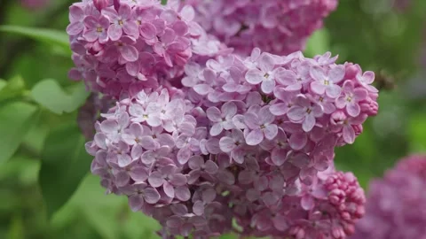 Close up of lilac flowers Stockbeeldmateriaal 273731797