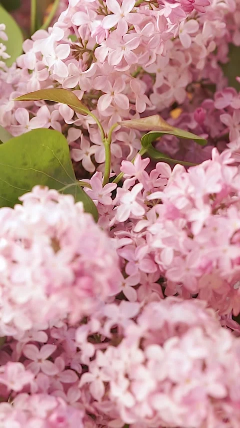 Close-up of lilac flowers Stock Footage 310538802