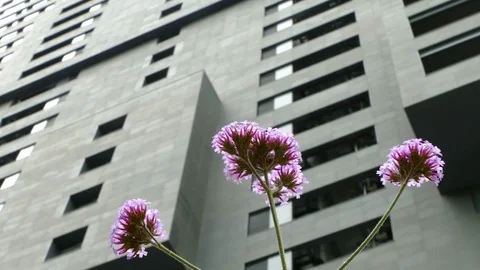 Close-up of lilac flowers, moved by the wind, on a gray and unfocused background Stock Footage 76469891