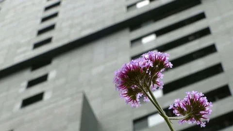 Close-up of lilac flowers, moved by the wind, on a gray and unfocused background Stock Footage 76471228