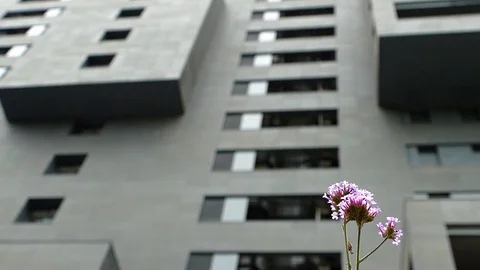 Close-up of lilac flowers, moved by the wind, on a gray and unfocused background Stock Footage 76472013