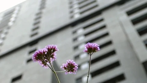 Close-up of lilac flowers, moved by the wind, on a gray and unfocused background Stock Footage 76500964