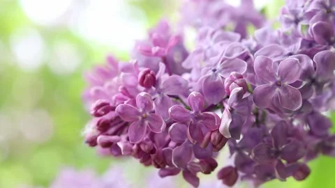 Close-up of lilac flowers swaying in the wind Stock Footage 327870751