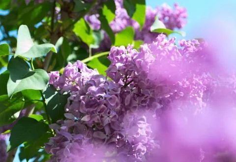 Close-up of lilac Foto stock