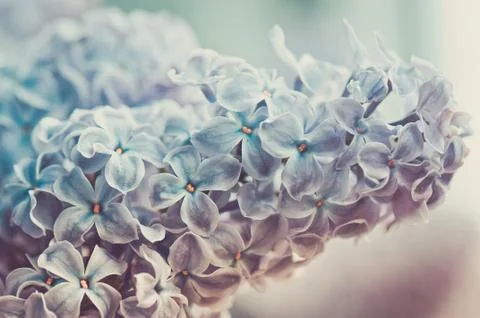 Close-up of lilac Stockfoto's