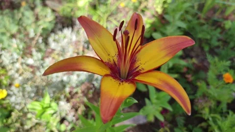 Close-up on the Lilium bulbiferum. Stock Footage 163051903