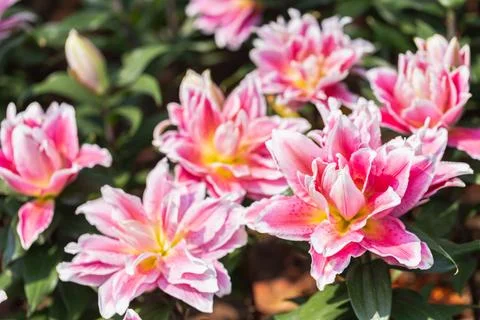 Close up Lilly blooming flower in the garden. Stockfoto's