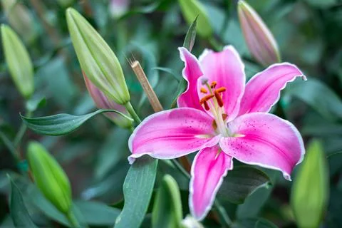 Close up Lilly blooming in the garden. 写真素材