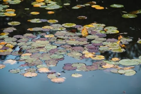 Close up on lilly flower and leaf on water Fotos Stock
