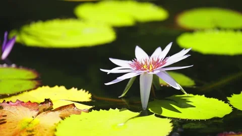 Close up of lilly lily pad and flower in pond in mexico Video stock 194074865