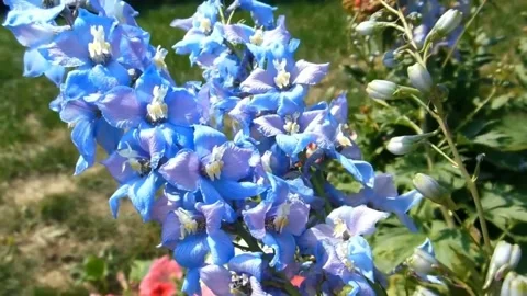 Close up of a lily flower Stock Footage 145592031