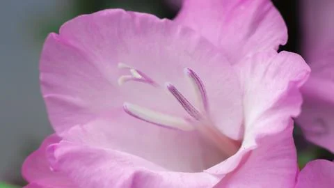 Close up Lily Flower Stock Photos