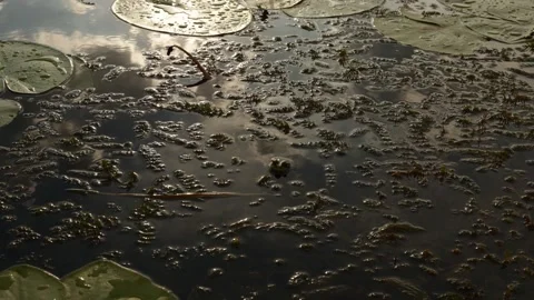 Close-up of lily pads and murky water with reflections of clouds and sunlight Stock Footage 337130012