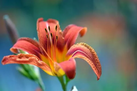 Close up of a lily Stock Photos