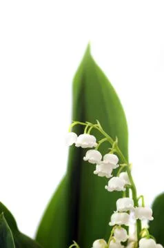 Close up of Lily of the valley Stock Photos