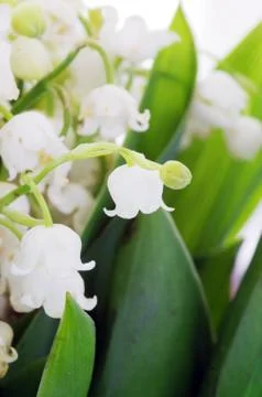 Close up of Lily of the valley Stock Photos