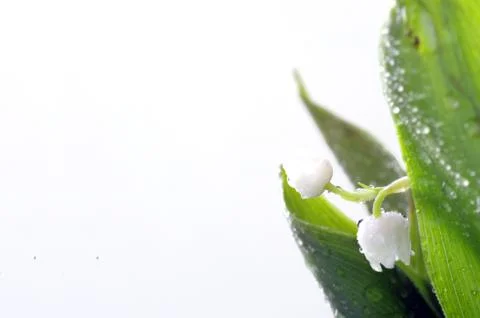 Close up of Lily of the valley Stock Photos