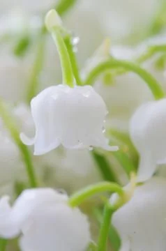 Close up of Lily of the valley Stock Photos
