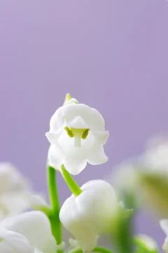 Close up of Lily of the valley Stock Photos