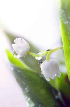 Close up of Lily of the valley Stock Photos