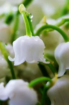 Close up of Lily of the valley Stock Photos