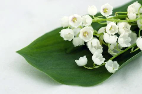 Close up of Lily of the valley Stock Photos