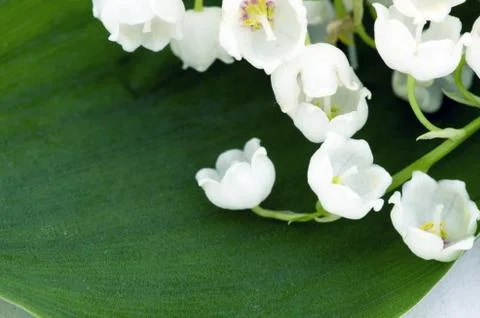 Close up of Lily of the valley Foto stock