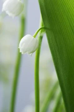 Close up of Lily of the valley Stock Photos