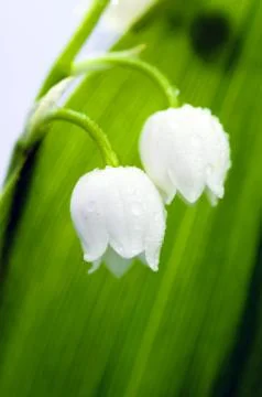 Close up of Lily of the valley Stock-Fotos