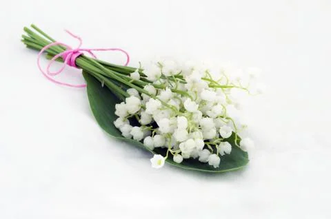 Close up of Lily of the valley Stock Photos
