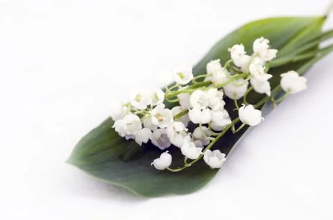 Close up of Lily of the valley Foto stock