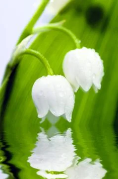 Close up of Lily of the valley Stock Photos