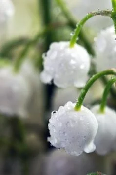 Close up of Lily of the valley Stock-Fotos