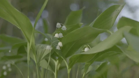 A close up of a lily of the valley. Slider Stock Footage 151824215