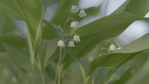 A close up of a lily of the valley. Slider Stock Footage 151824272