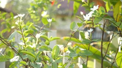 Close-up of lime flower, white flower in garden. Shot in 4K Slow motion Stock Footage 127806696