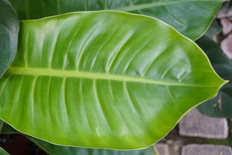 Close up of the lime green leaf of Philodendron Moonlight Stock Photos