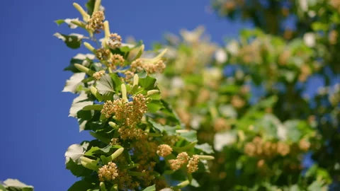 Close up of lime tree flowers gently swaying in the wind Video stock 345865431