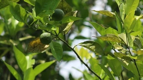 Close up of a lime tree taking a light brise Vídeos de archivo 97929421