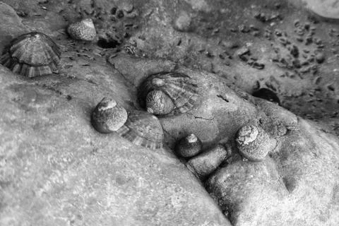 Close-Up of Limpet Shells on Rocky Surface - Marine Life Texture for Design Stock Photos