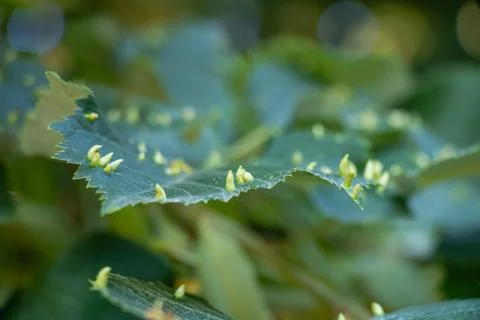 Close up of linden leaf with nail gall mite infestation and green leaf gall.. Foto stock