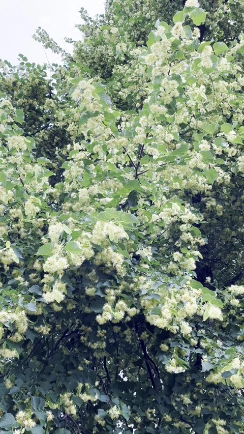 Close-up of Linden Tree Blossoms and Green Leaves Stock Footage 312199023