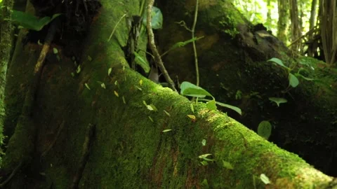 Close up of a line of leaf cutter ants atta laevigata walking over a tree trunk Stock Footage 142758822