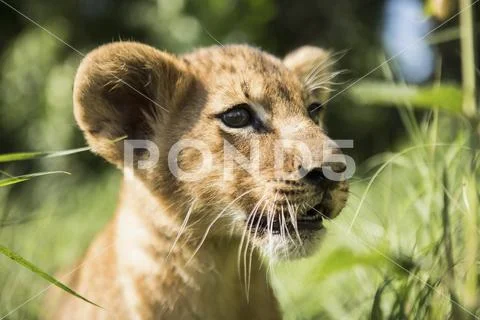 Close-up of lion cub looking away Stock Photos