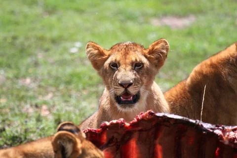 Close-up of a lion cub looking over buffalo carcass Stock Photos