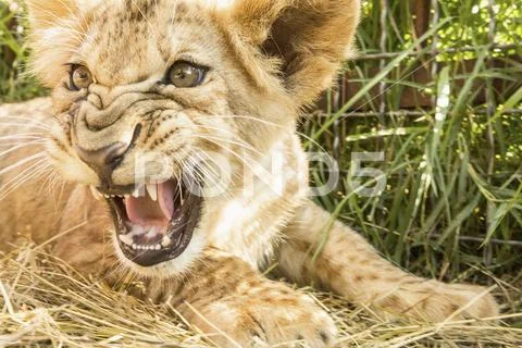 Close-up of lion cub roaring Stock Photos